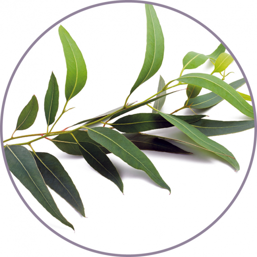 Eucaliptus | Fragancias para generador de aromas