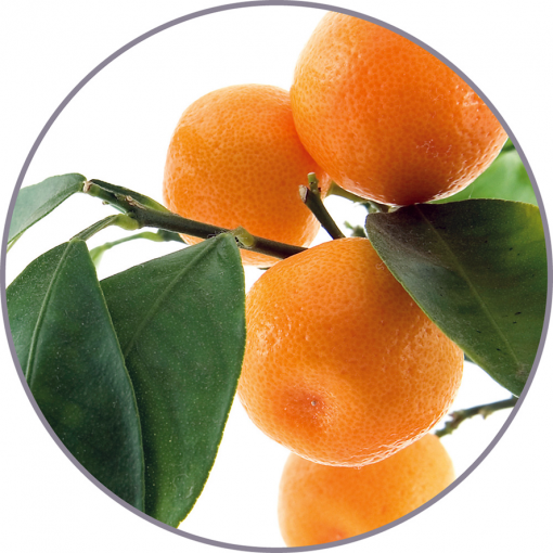 Naranja | Fragancias para generador de aromas